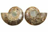 Cut & Polished, Crystal-Filled Ammonite Fossil - Madagascar #296482-1